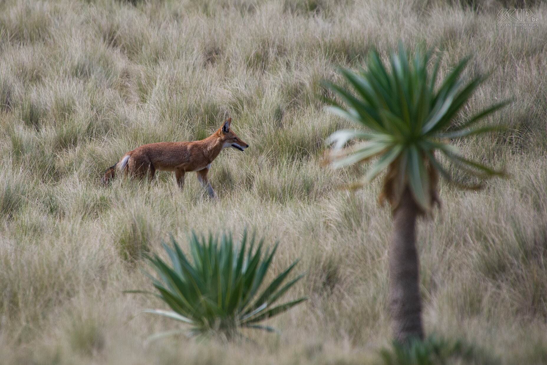 Simien Mountains - Ethiopian wolf During the 3rd day our guide suddenly observes an Ethiopian wolf (Canis simensis). This wolf, also called Simien Fox or Abyssinian wolf, looks like a coyote and it is quite shy and can only be found in the highlands of Ethiopia. Armed with our camera we try to sneak closer. We even see the wolf catching and eating a rat. Stefan Cruysberghs